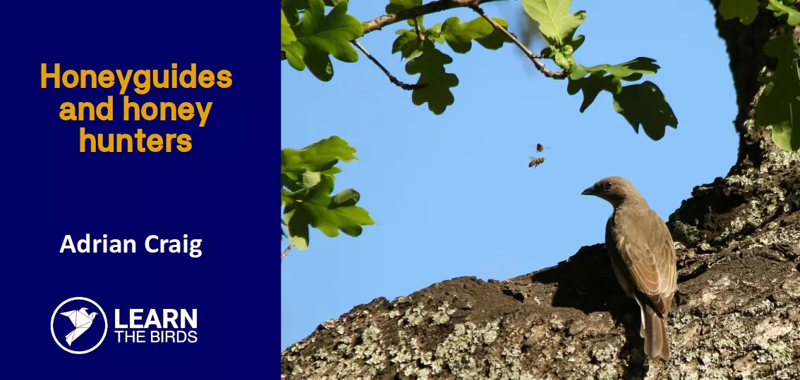 Honeyguides and honey hunters