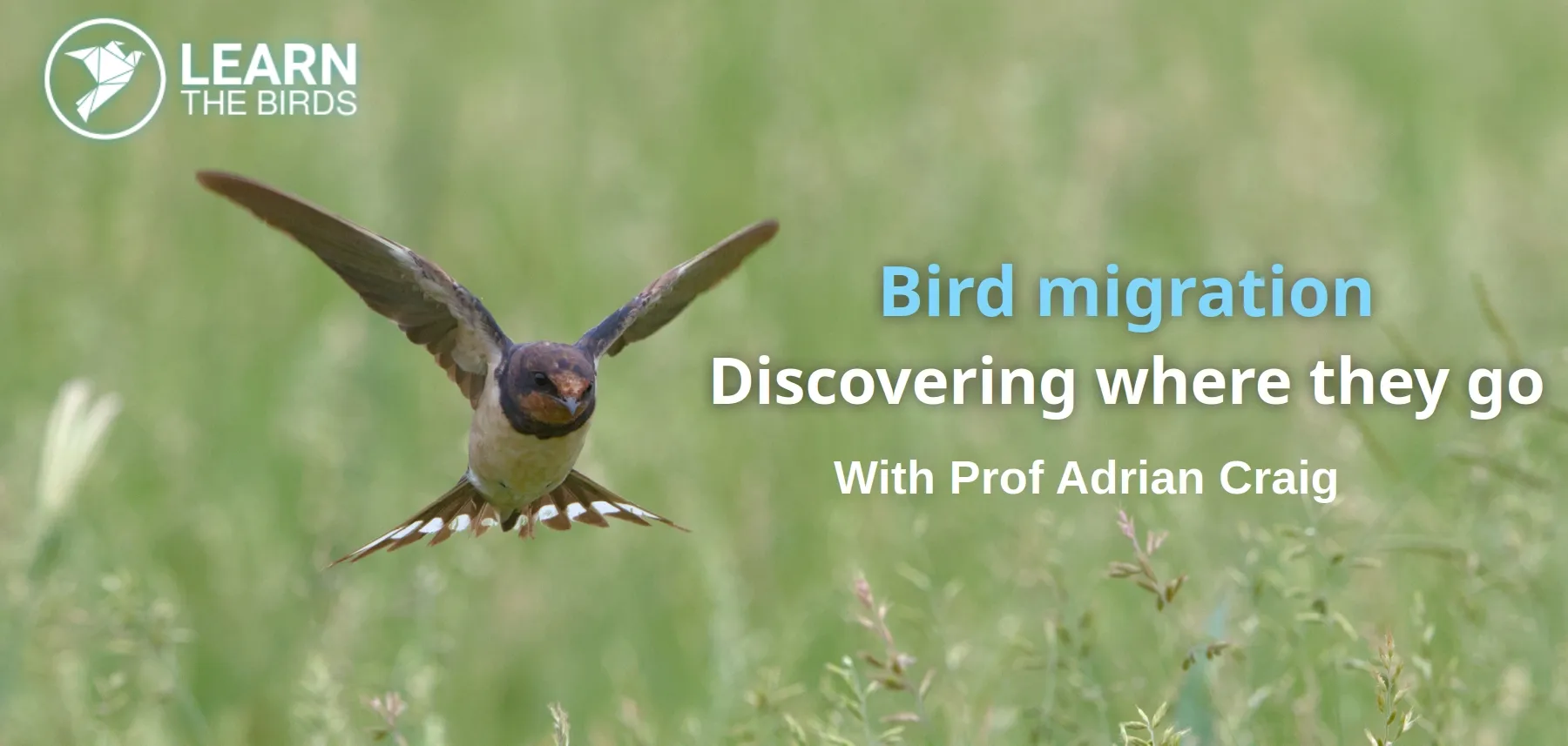 Bird migration: discovering where they go