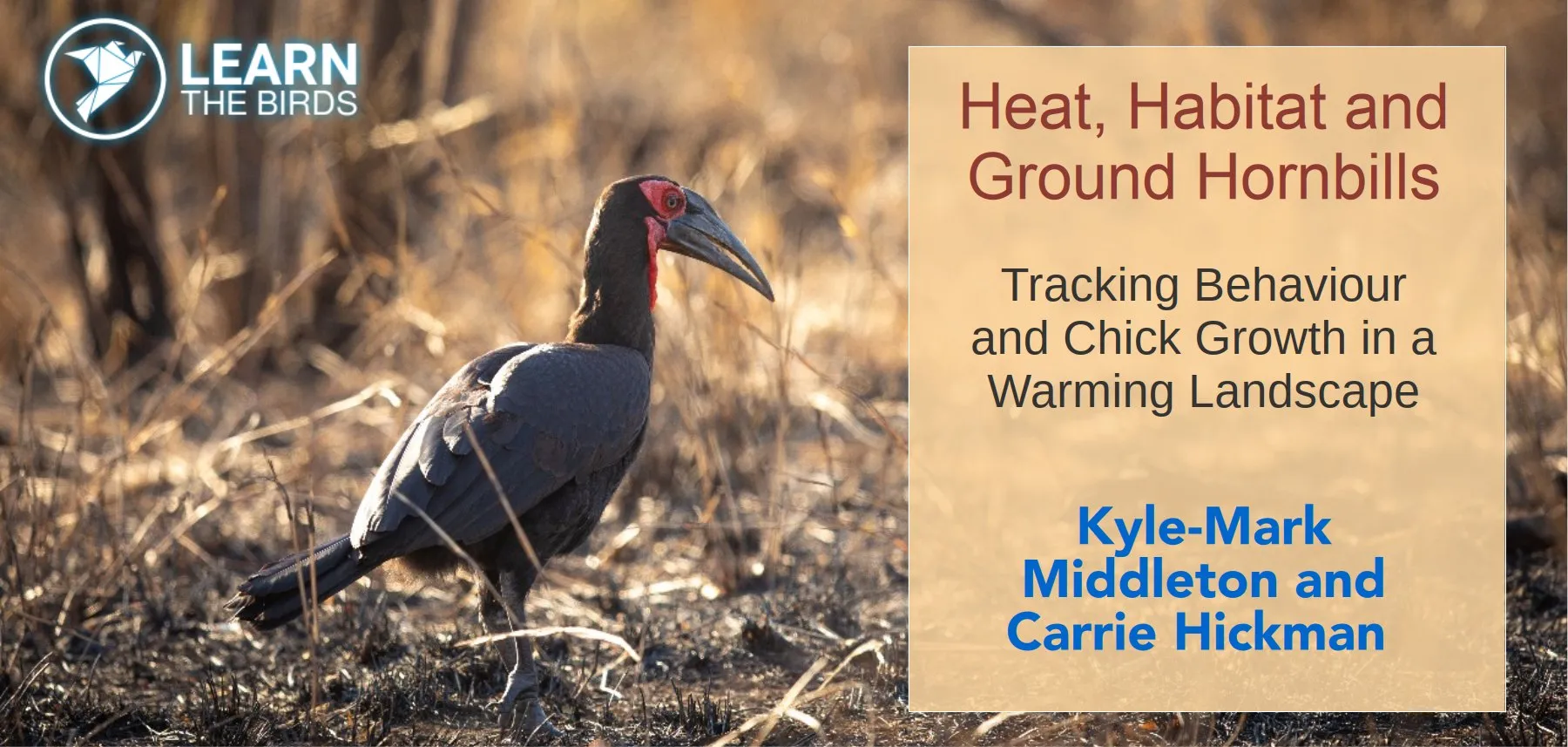 Heat, Habitat & Ground Hornbills: Tracking Behaviour and Chick Growth in a Warming Landscape