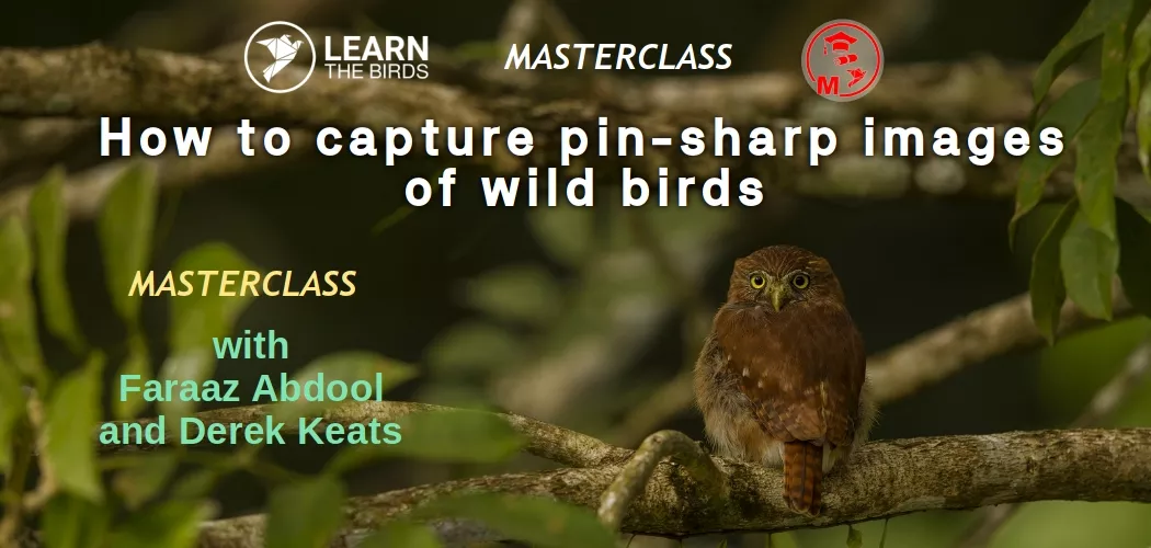 How to capture pin-sharp images of wild birds - masterclass