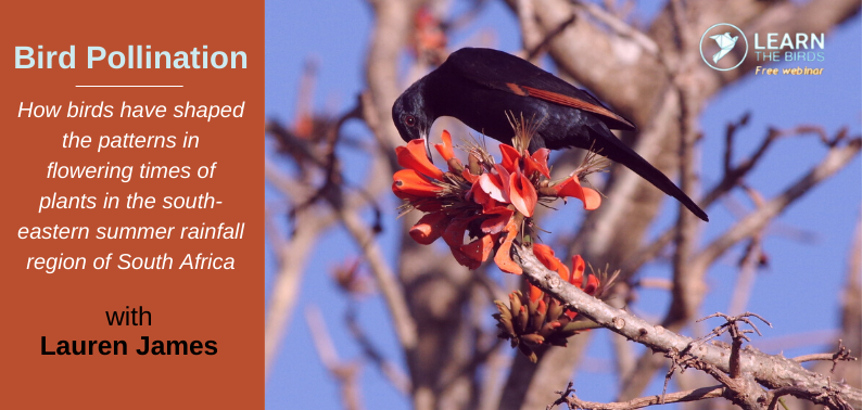 Bird-pollination: How birds have shaped the patterns in flowering times of plants in the south-eastern summer rainfall region of South Africa