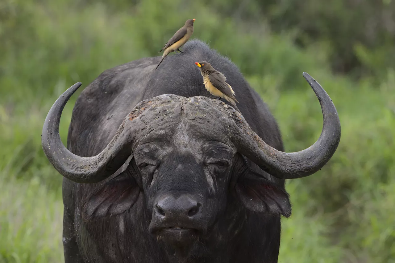 Cape buffalo with yellow-billed oxpeckers