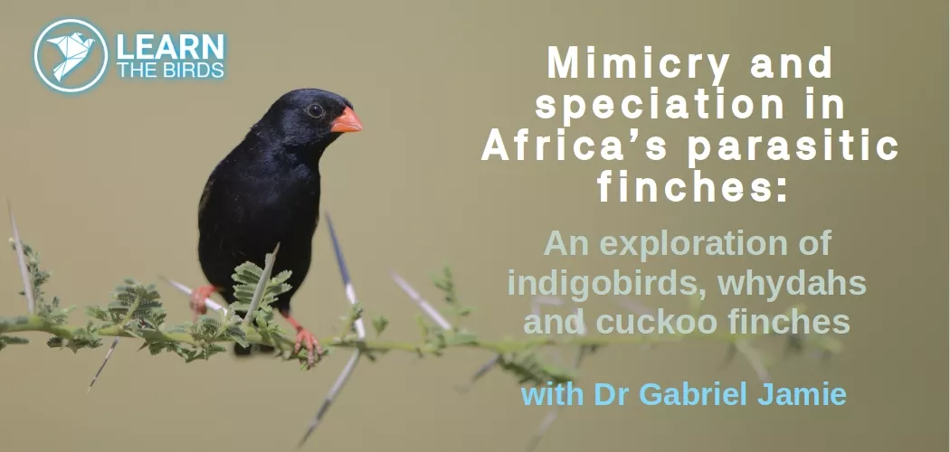 Mimicry and speciation in Africa’s parasitic finches: an exploration of indigobirds, whydahs and cuckoo finches