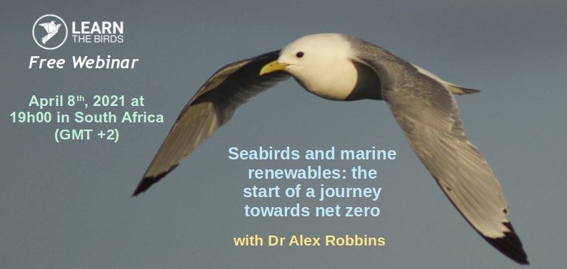 Seabirds and marine renewables: the start of a journey towards net zero