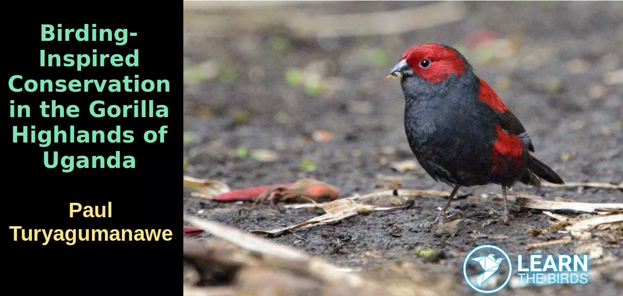 Birding-Inspired Conservation in the Gorilla Highlands of Uganda