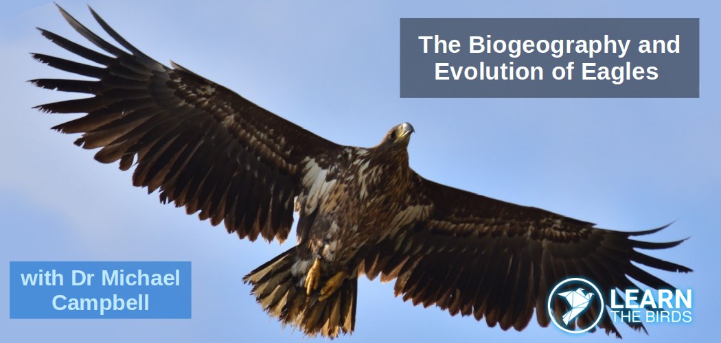 The Biogeography and Evolution of Eagles