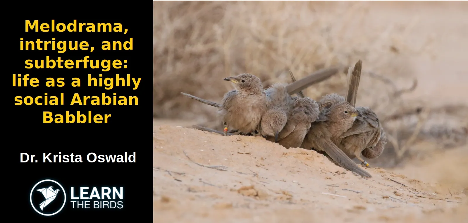 Melodrama, intrigue, and subterfuge: life as a highly social Arabian Babbler