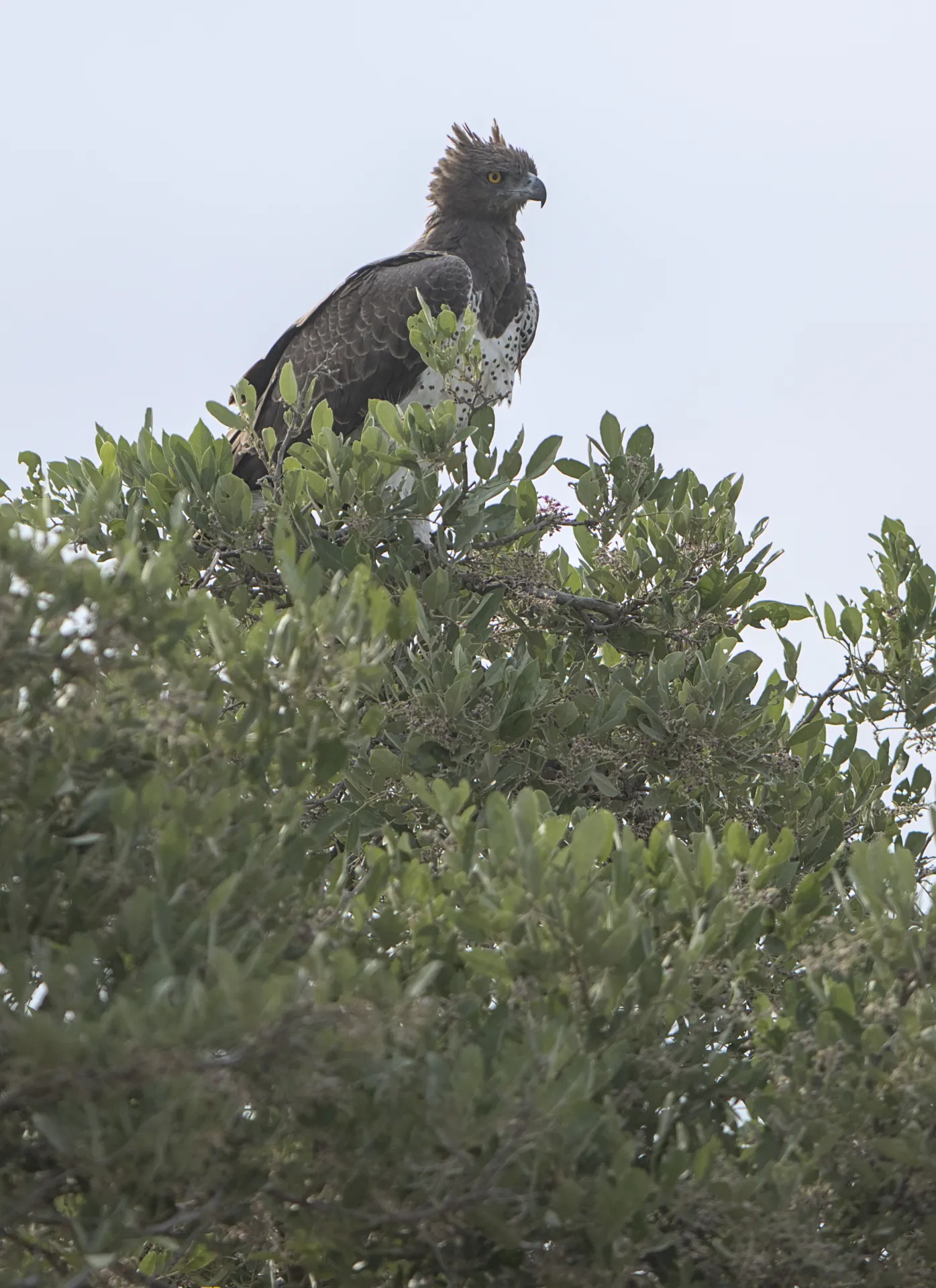 Martial eagle in appleleaf tree.