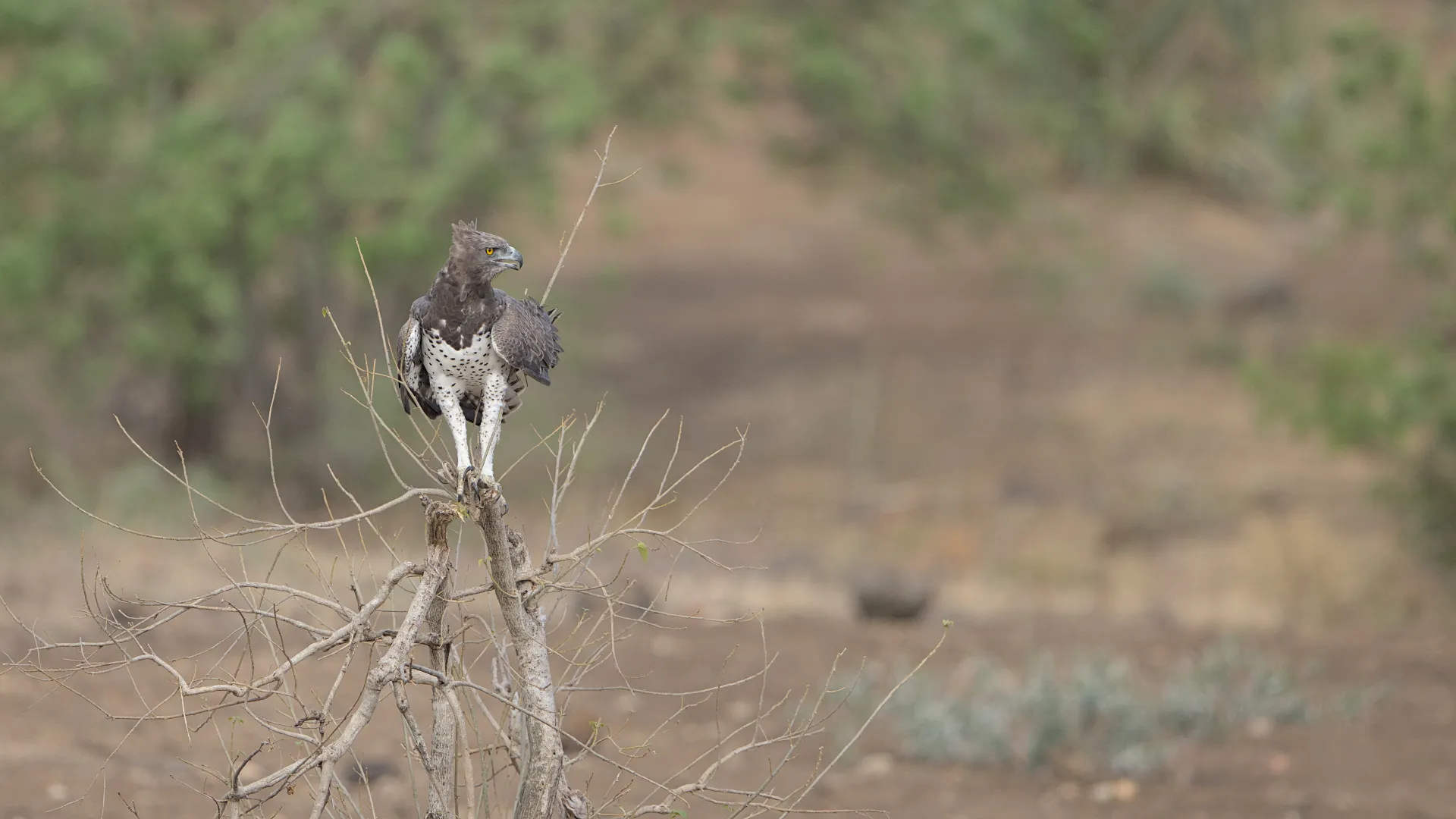Eagle on dead bush watching the jackals.