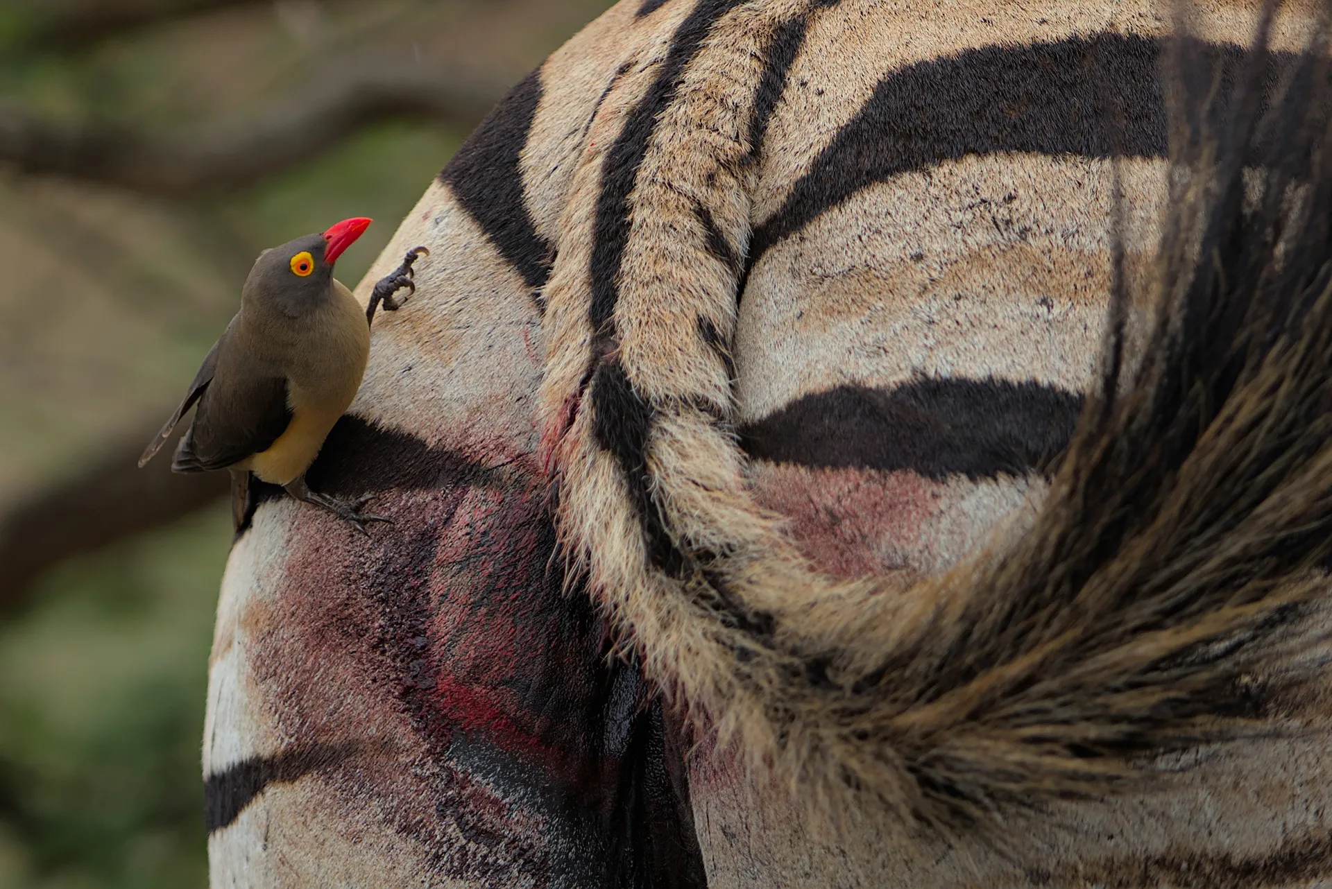 If ticks are not abundant enough, oxpeckers will keep wounds open in order to feed on the blood and other wound materials.
