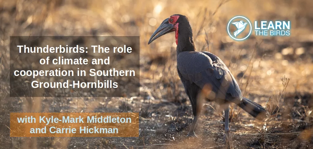 Thunderbirds: The role of climate and cooperation in Southern Ground-Hornbills