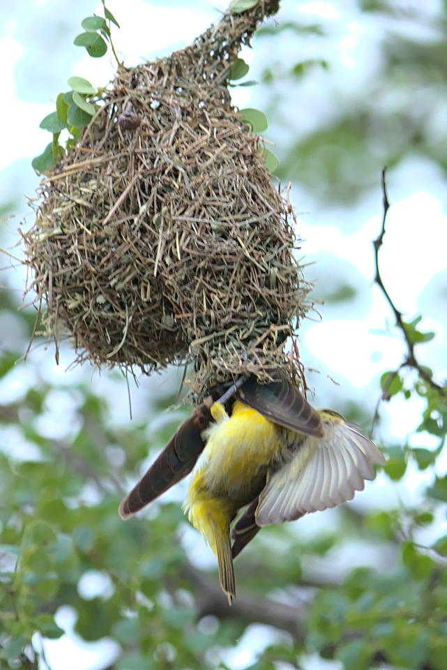 Cuckoo well in the nest