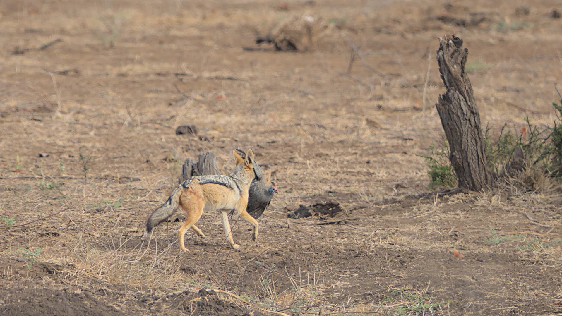 Jackal runs off with the guineafowl.