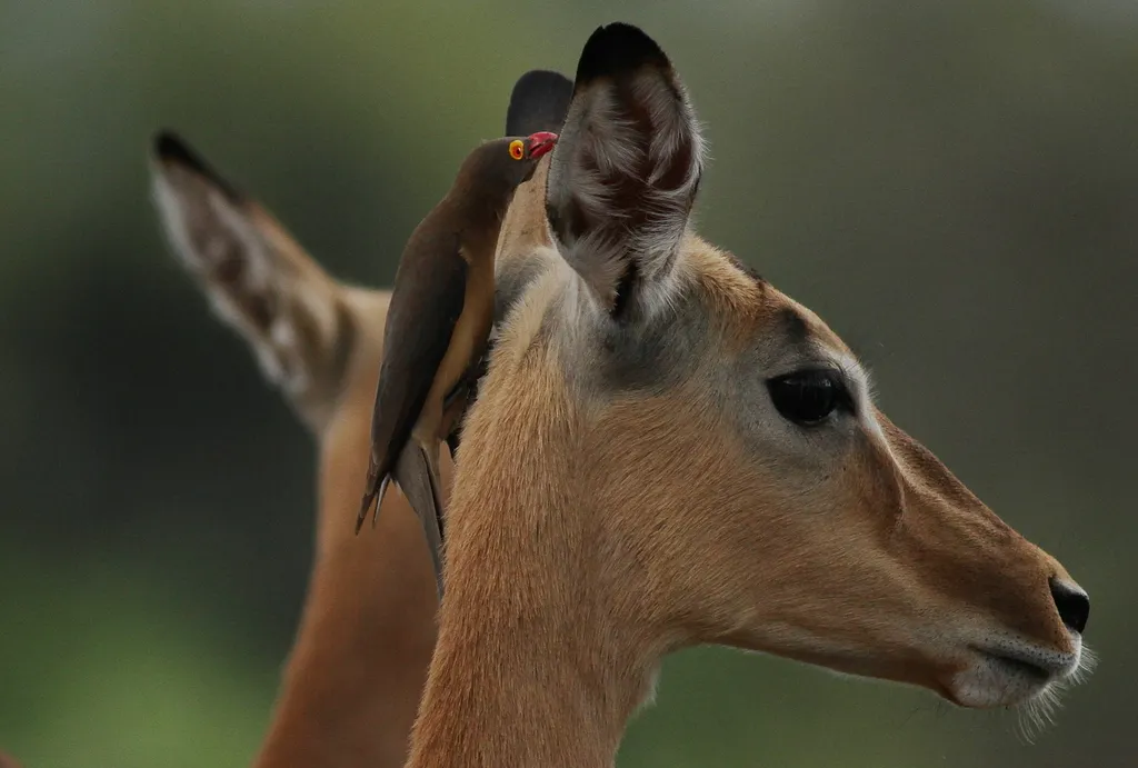 Red-billed oxpecker on an female impala