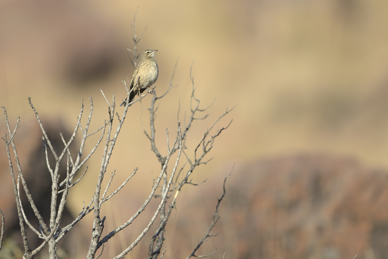 Long-billed pipit in leafless bush