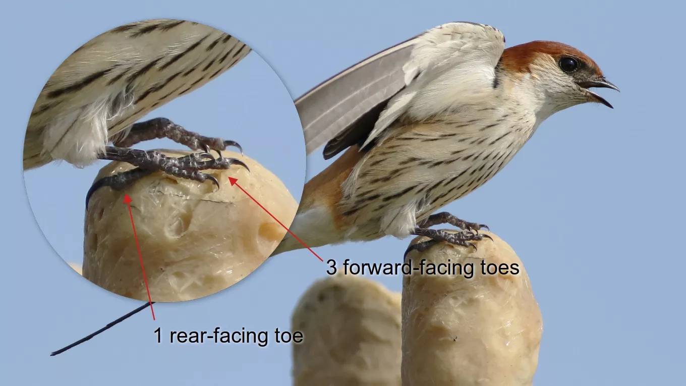 Passerine feet of a typical swallow