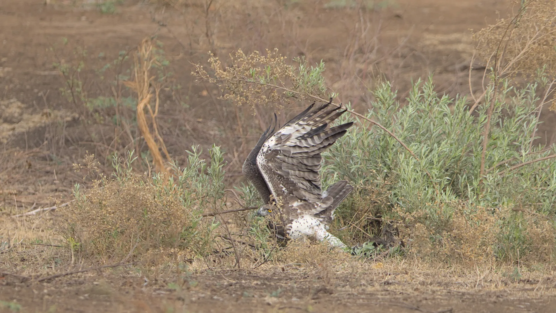 Martial eagle tussling with its prey.