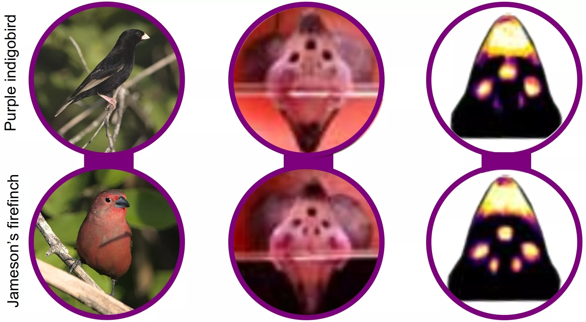 Purple indigobird parasite and Jameson’s firefinch host (left), with images of the palate of nestlings (middle), and palate images corrected for bird vision (right). Mouth photos provided by Dr Gabriel Jamie.