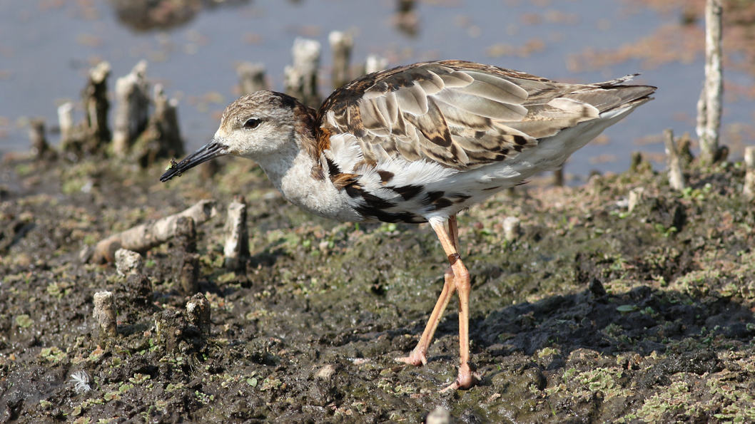 Early arrival ruff at Marievale still showing remnants of the breeding plumage.