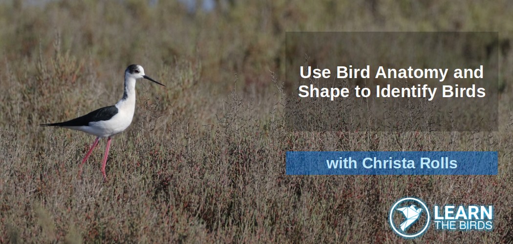 Use Bird Anatomy and Shape to Identify Birds
