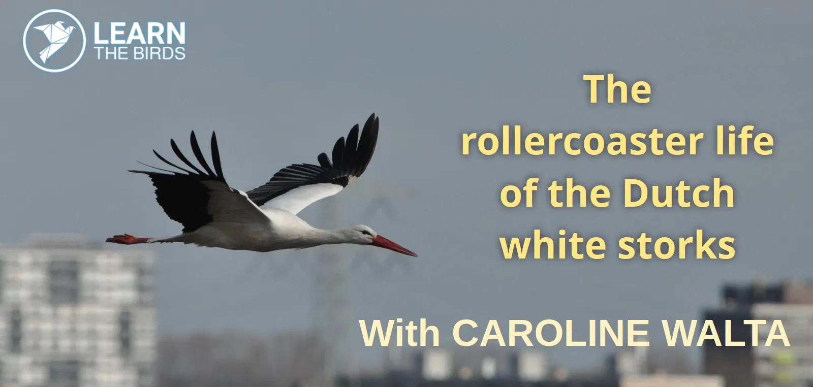 The rollercoaster life of the Dutch white storks