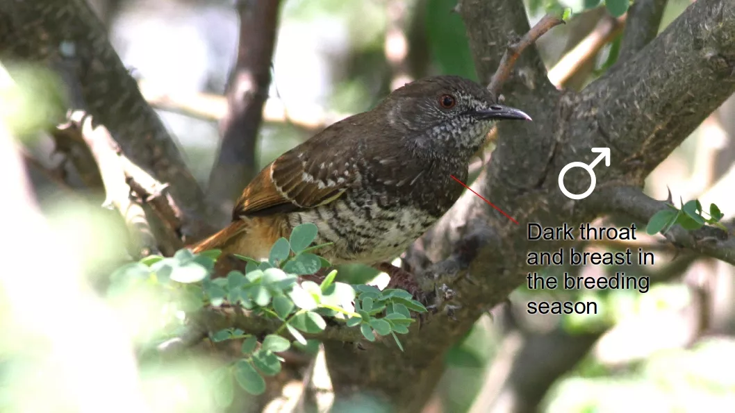 Barred wren-warbler at Pilanesberg.