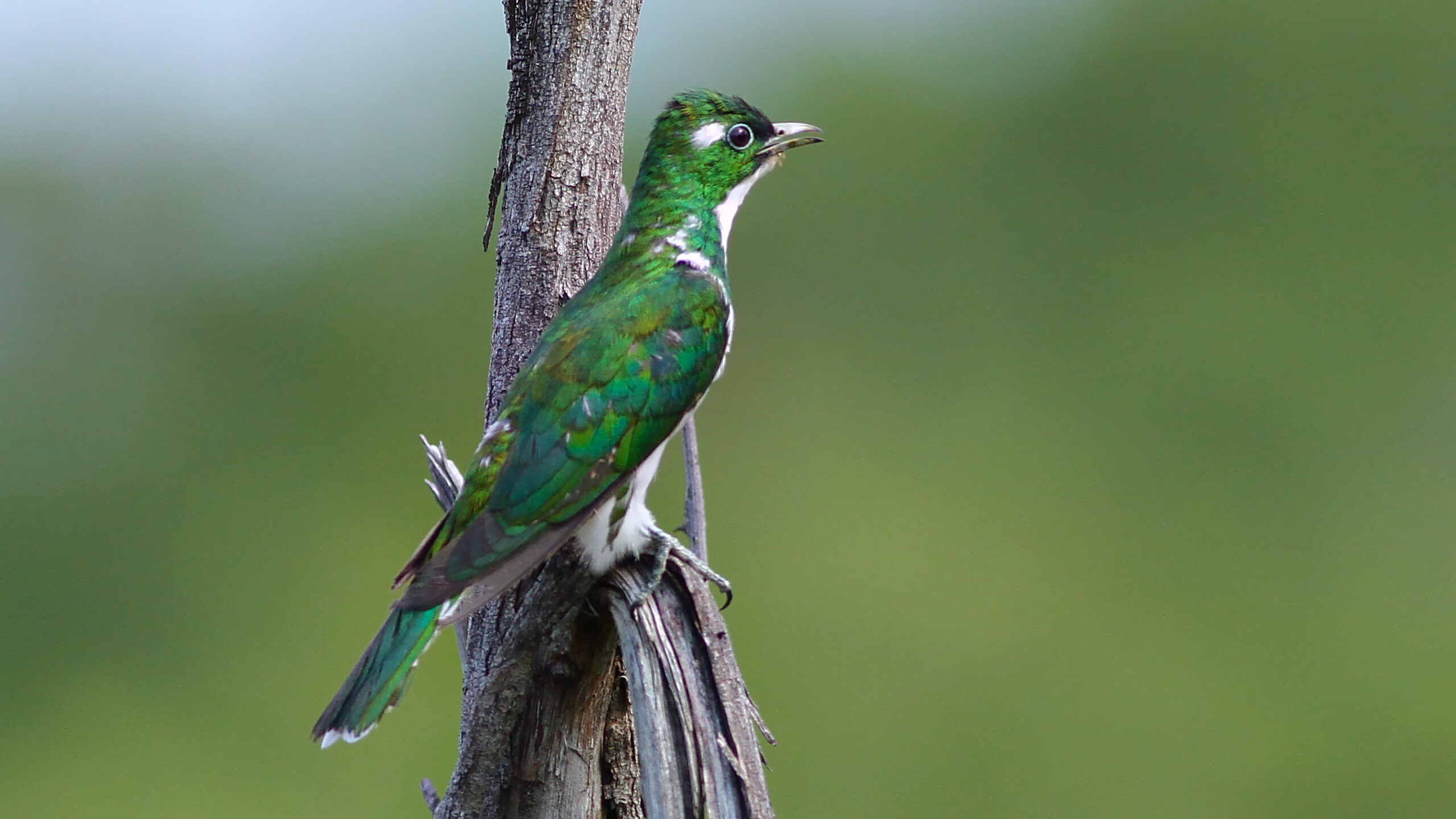 Class's cuckoo, male