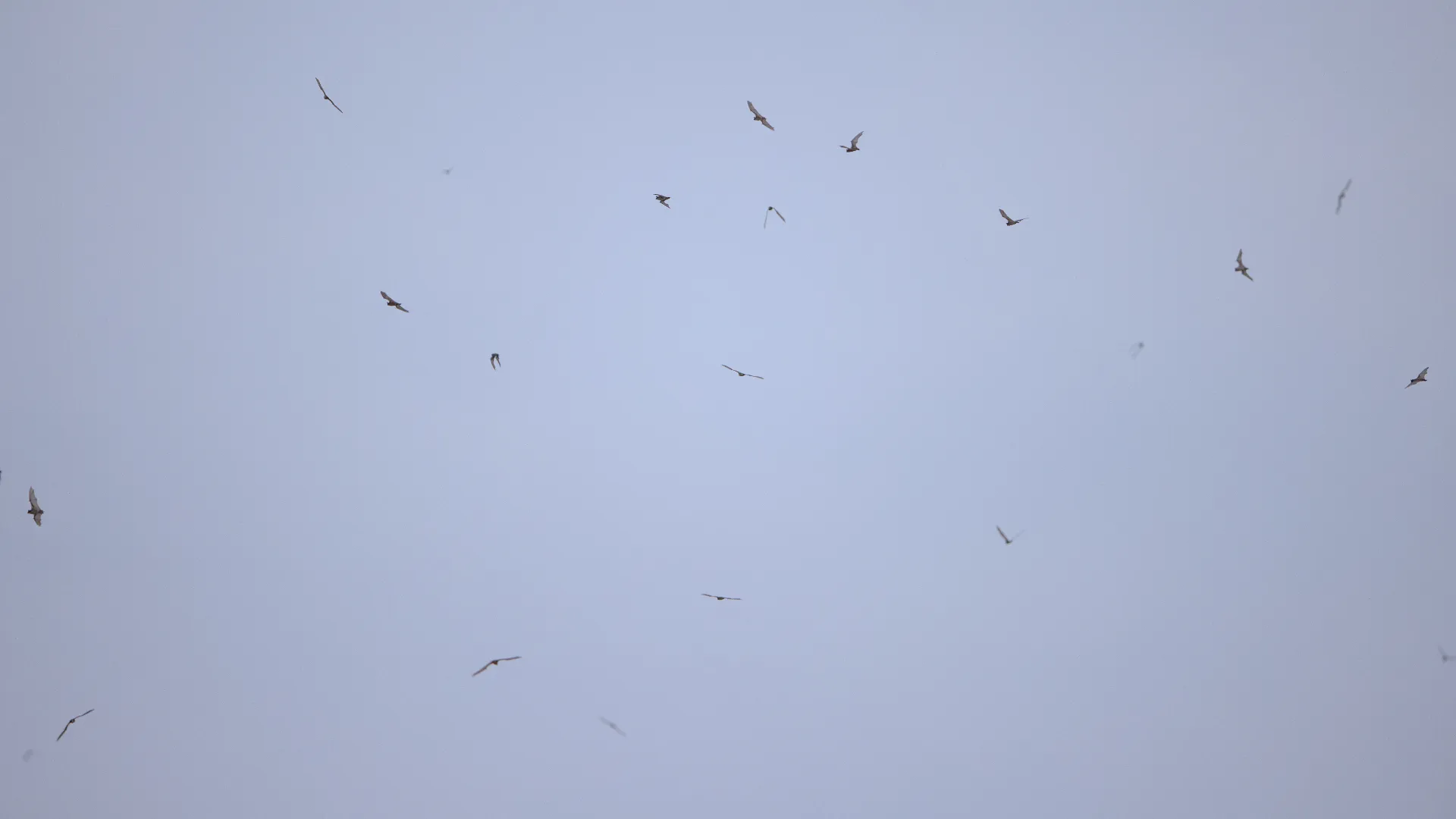 Sky full of bats