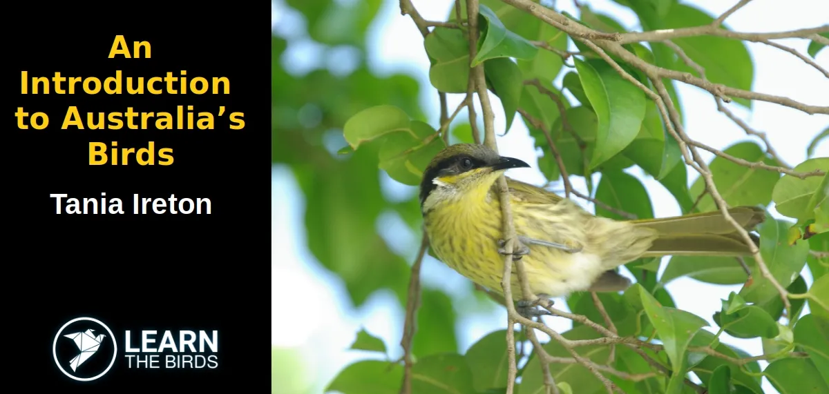 An Introduction to Australia's Birds