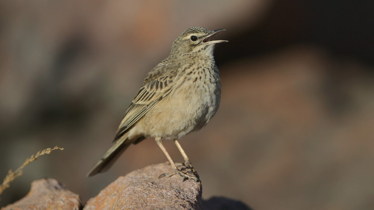 Long-billed pipit calling
