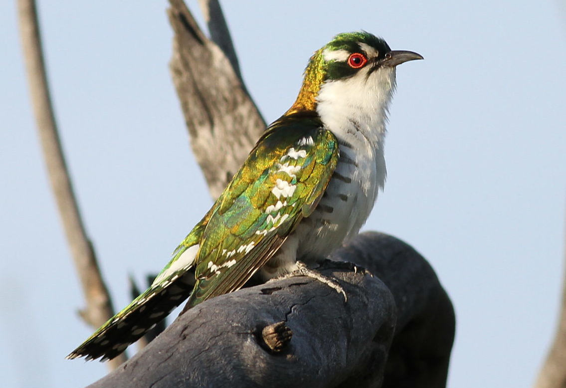 Diederik cuckoo, male