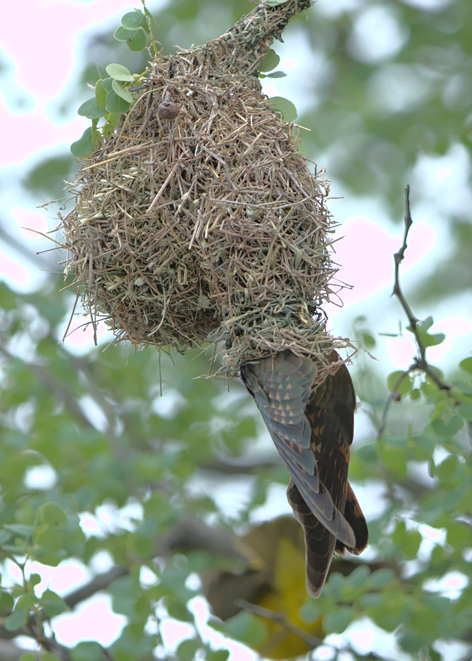 Cuckoo has unobstructed access to nest.