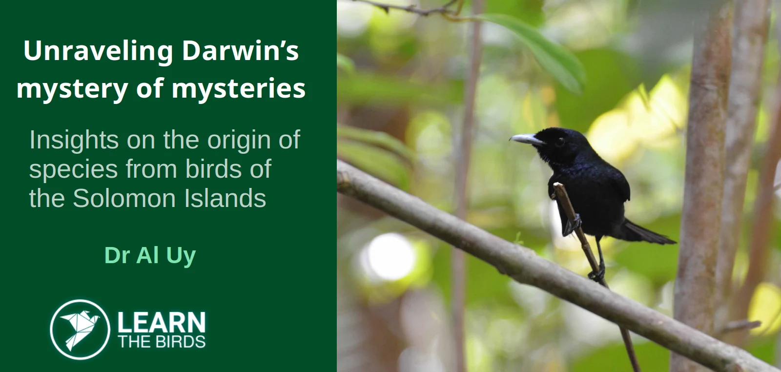 Unraveling Darwin’s mystery of mysteries: Insights on the origin of species from birds of the Solomon Islands