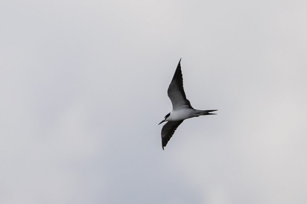 Sooty Tern at Finfoot Lake Reserve - Niall Perrins