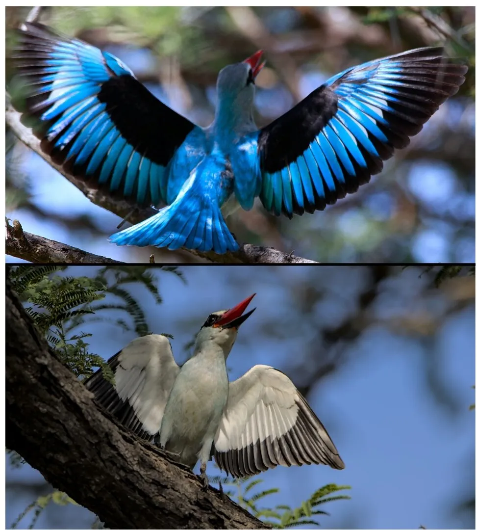Woodland kingfisher displaying