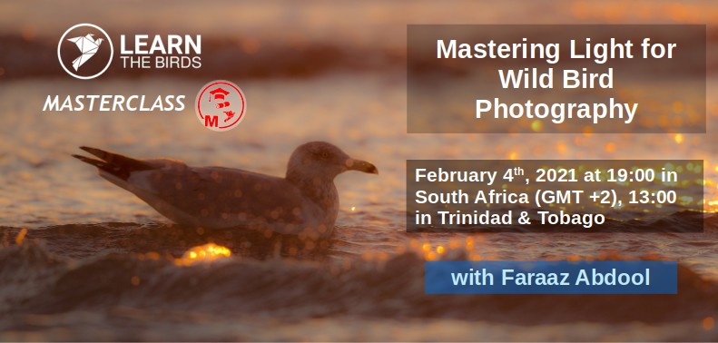 Mastering Light for Wild Bird Photography