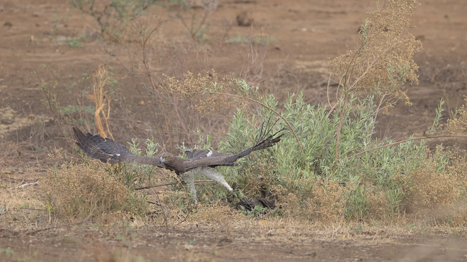 Martial eagle as prey escaped.