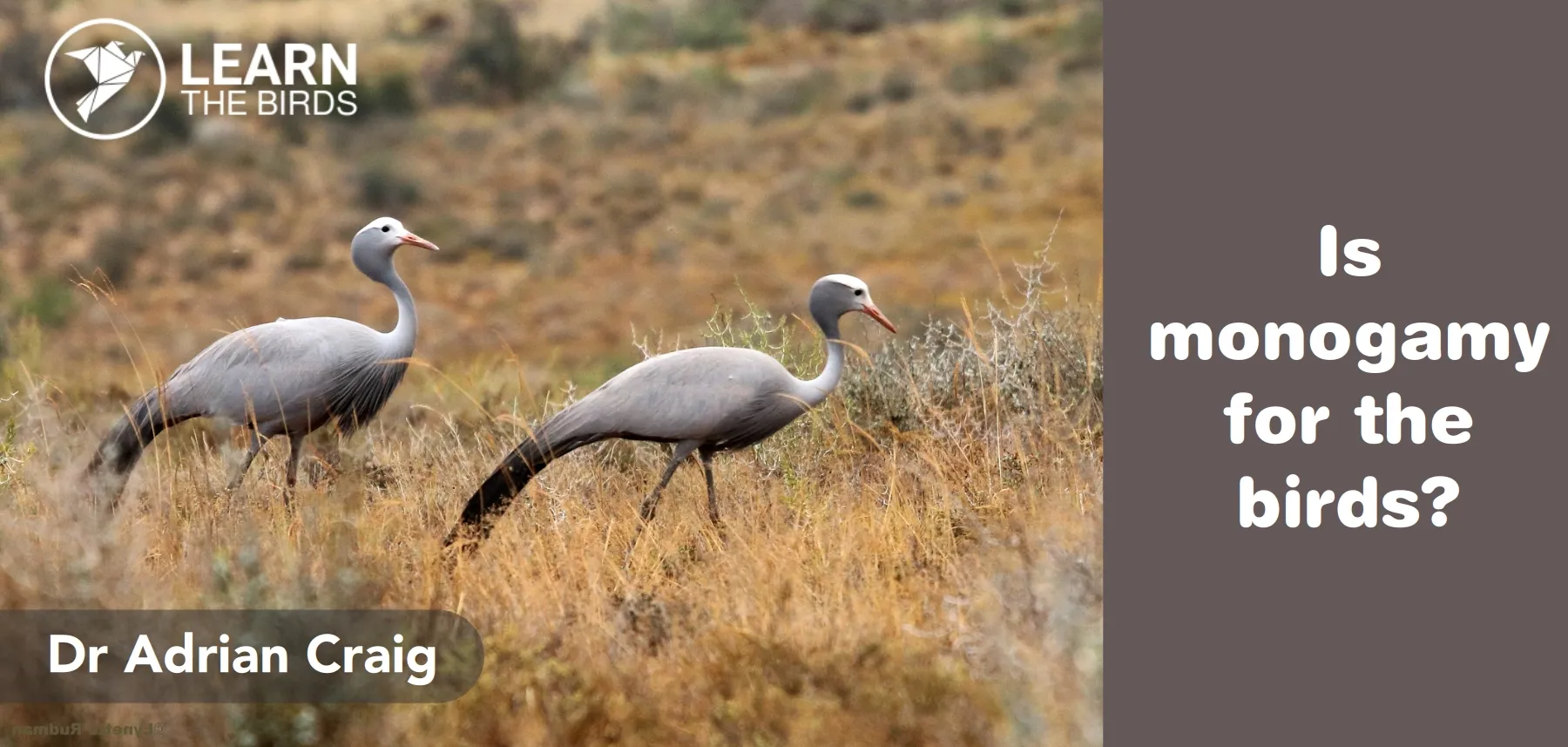 Is monogamy for the birds?