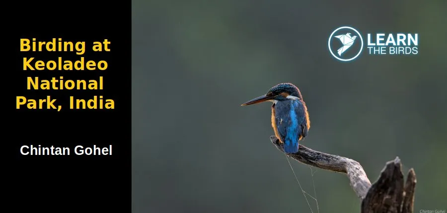Birding at Keoladeo National Park, India