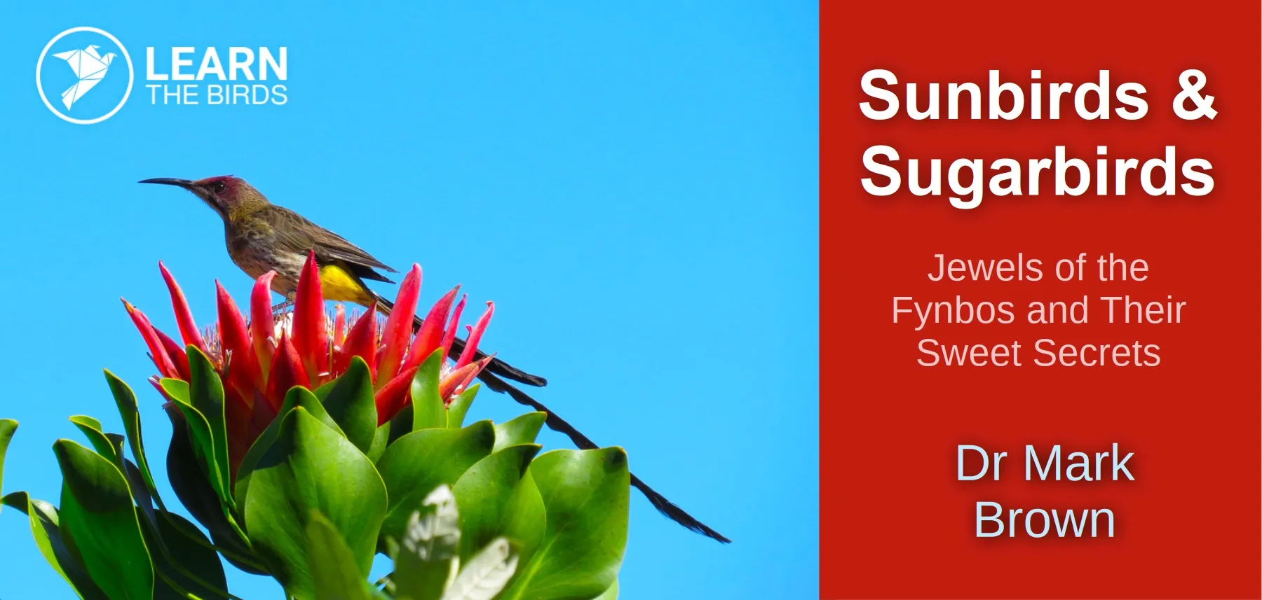 Sunbirds & Sugarbirds: Jewels of the Fynbos and Their Sweet Secrets