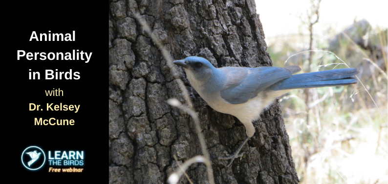 Animal Personality in Birds
