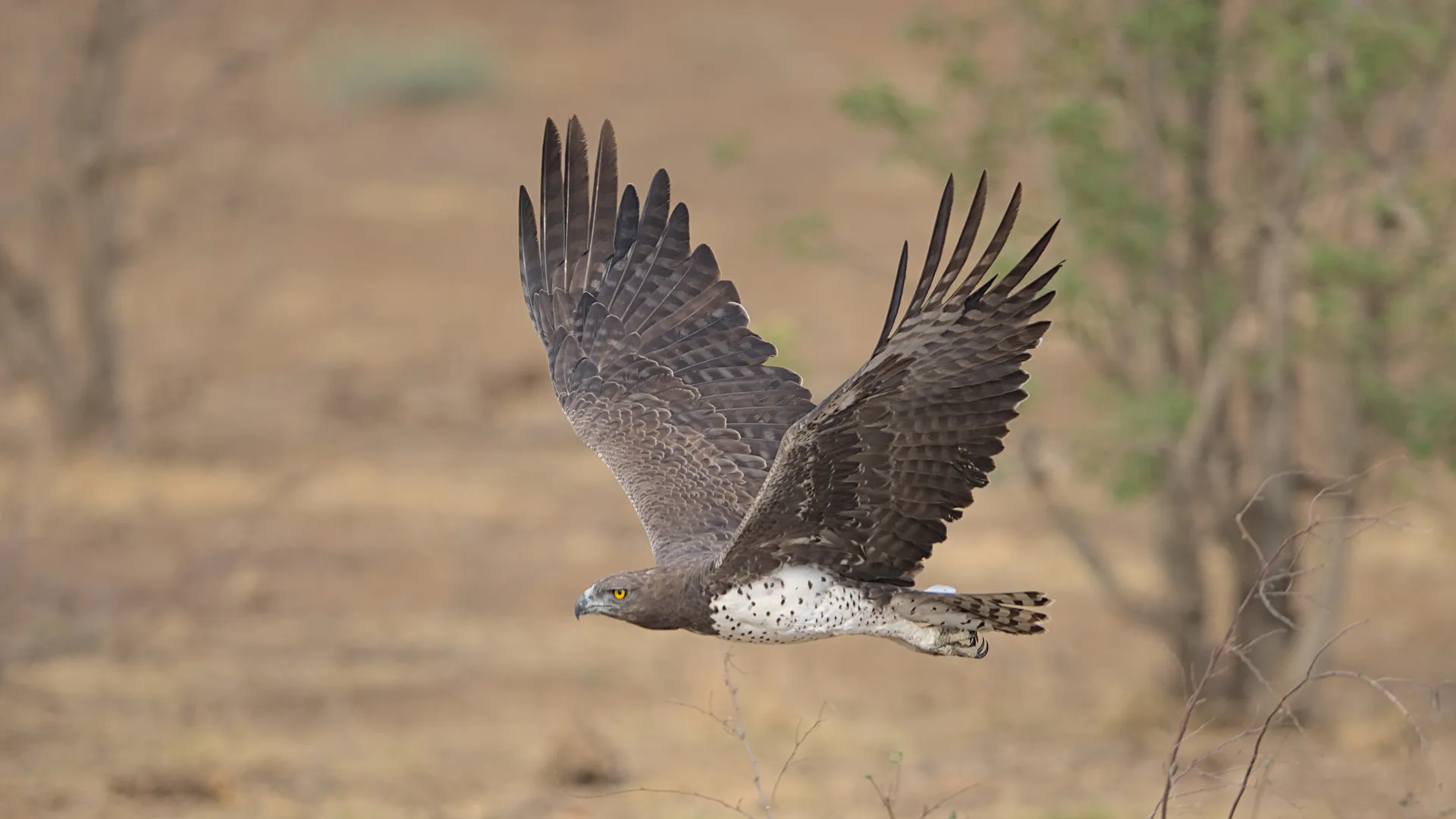 Disappointed, the eagle headed back to the appleleaf tree.