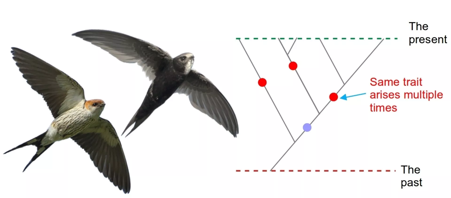 Convergent evolution can create confusion in how we understand relationships