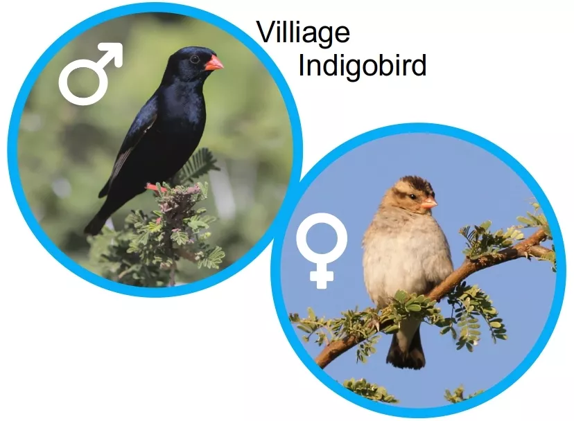 Village indigobird male and female.