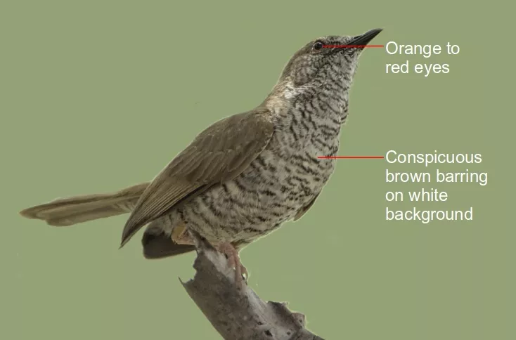 Stierling's wren-warbler.
