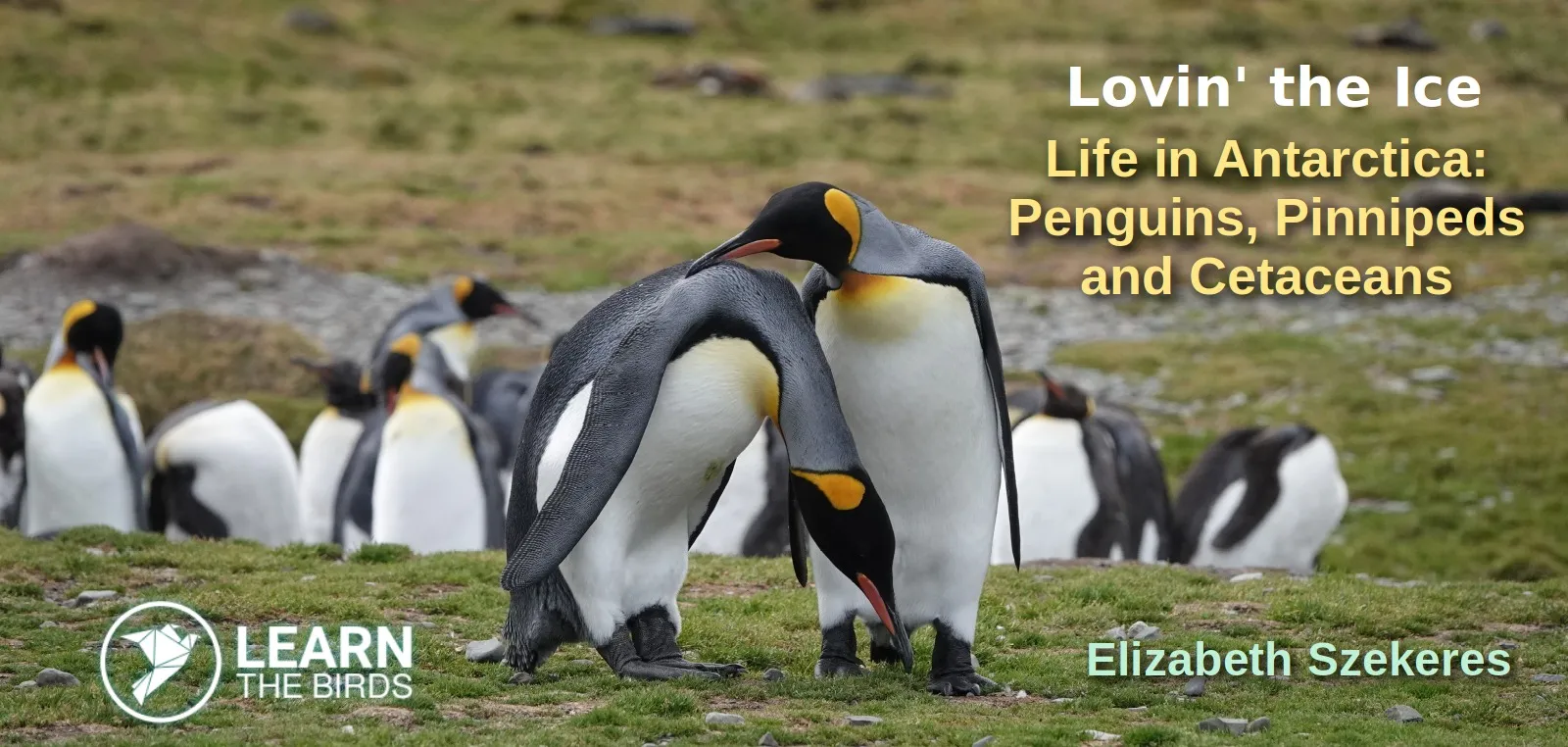 Life in Antarctica: Penguins, Pinnipeds and Cetaceans