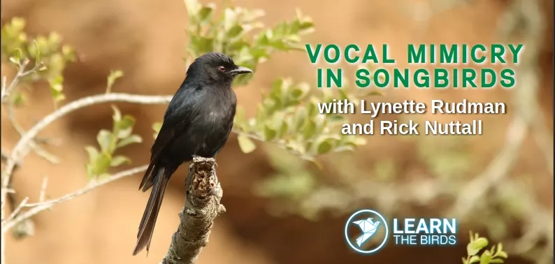 Vocal mimicry in songbirds