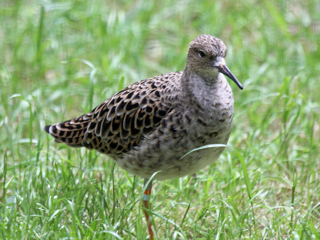 Female Ruff
