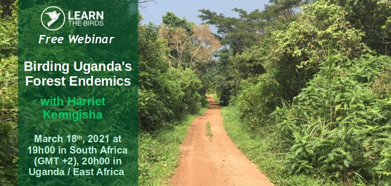 Birding Uganda's Forest Endemics