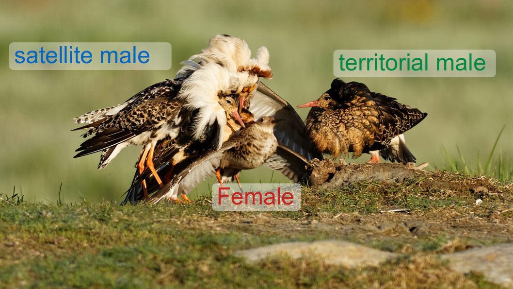 Ruff lek with territorial male and probable satellite male (based on colour) with female (note smaller size). Stock photo.